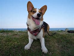 Image result for Corgi with Buzz Cut