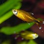 Image result for Flying Zebra Fish