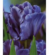 Image result for Blue Tulip Bulbs