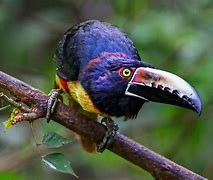 Image result for Toucan Beak Evolution