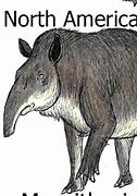 Image result for California Tapir