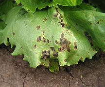 Image result for Bacterial Leaf Spot