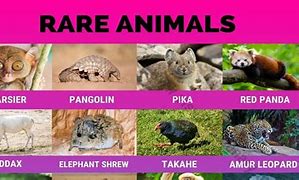 Image result for Top 10 Rare Animals