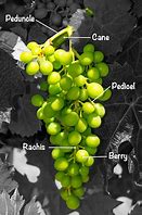 Image result for Grape Anatomy