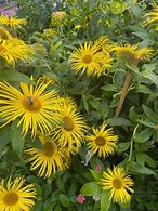 Image result for Inula Helenium