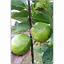 Image result for Pokok Jambu Batu