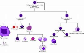 Image result for Stem Cell Function