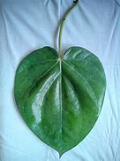 Image result for Pan Leaves