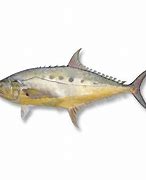 Image result for Charan Malayam Fish