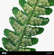 Image result for Sori On Fern