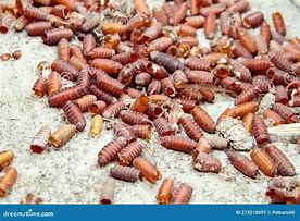 Image result for House Fly Pupa