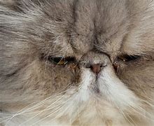 Image result for Picuters of Flat Face Cats