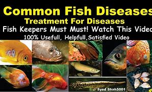 Image result for Aquareovirus