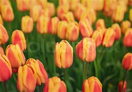 Image result for Orange Tulip Flower