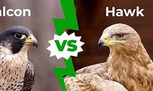 Image result for Hawk Eagle Falcon