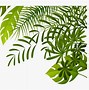 Image result for Free Jungle Border Clip Art