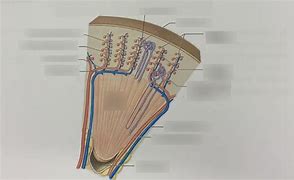 Image result for Renal Medulla Pyramid