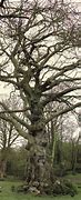 Image result for Elm Tree Branches