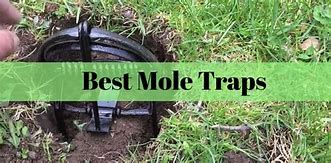 Image result for Ground Mole Traps