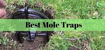 Image result for Weird Mole Traps