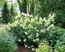 Image result for Hydrangea Pan Limelight Prime