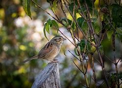 Image result for Swamp Sparrow