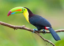 Image result for Blue Toucan Mountain