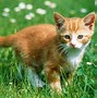 Image result for Cat and Butterfly Painting