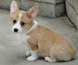 Image result for White and Tan Corgi