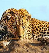 Image result for Desierto Fauna