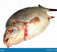 Image result for Bream Fish Topping