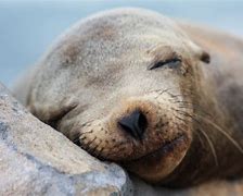 Image result for Sea Lion Brand