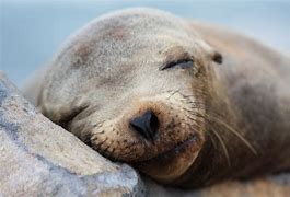 Image result for Sea Lion Sign