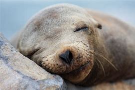 Image result for Sea Lion Head