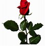 Image result for White Rose with Sage Background