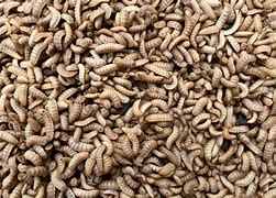 Image result for Insect Farming