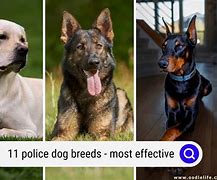 Image result for Dog