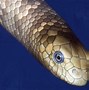 Image result for sea animals venomous