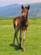 Image result for Baby Horse Running