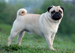 Image result for Pug Dog Barking