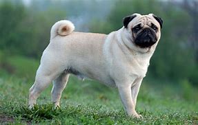 Image result for Thanksgiving Pug