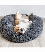 Image result for Donut Dog Beds