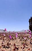 Image result for Desierto De Chile