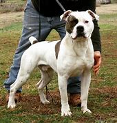 Image result for Scott American Bulldog Puppies