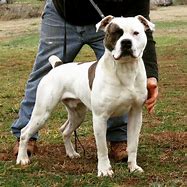 Image result for Scott American Bulldog Puppies