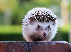 Image result for Hedgehog Ancestors