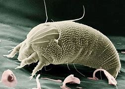 Image result for Eriophyid Tiliae Mite