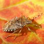 Image result for Stink Bug Catcher