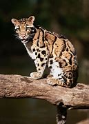 Image result for White Clouded Leopard