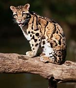 Image result for Clouded Leopard Tail